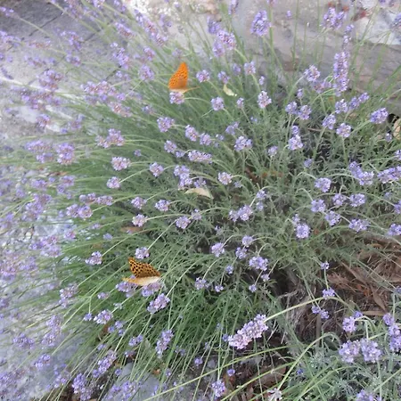 Mas De La Garrigue 3*